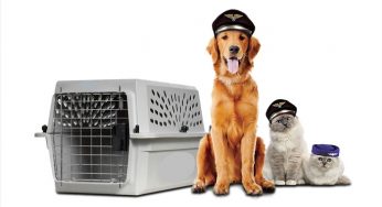 Hướng Dẫn Thủ Tục và Mua Vé Cho Thú Cưng Đi bay